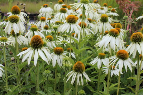 Echinacea purpurea. White Swan Echinacea purpurea. White Swan