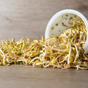 Taugé - sojascheuten - Bio kiemgroenten Taugé - sojascheuten - Bio kiemgroenten