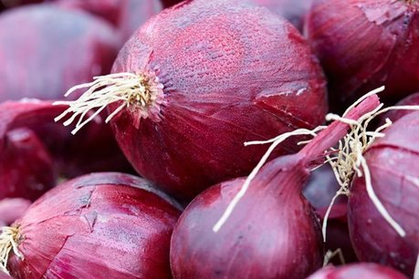 Ui 'red baron' – Allium cepa - Bio groentezaden Ui 'red baron' – Allium cepa - Bio groentezaden