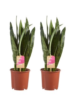 Sanseveria, vrouwentong (Sanseveria Zeylanica) Sanseveria, vrouwentong (Sanseveria Zeylanica)