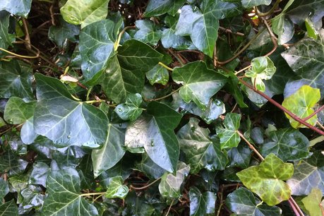 Hedera hibernica - klimop - niet gestokt 60-80 cm Hedera hibernica - klimop - niet gestokt 60-80 cm