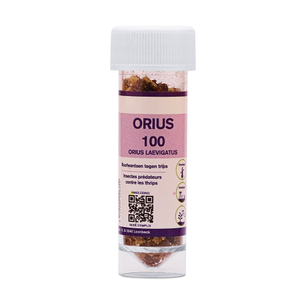 Roofwants tegen trips | Orius Roofwants tegen trips | Orius