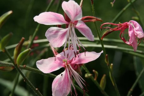 Gaura Lindheimeri 'Siskiyou Pink' Gaura Lindheimeri 'Siskiyou Pink'