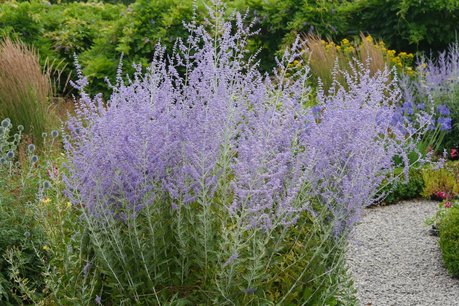Perovskia Blue Spire - Blauwspirea 20-30 cm Perovskia Blue Spire - Blauwspirea 20-30 cm