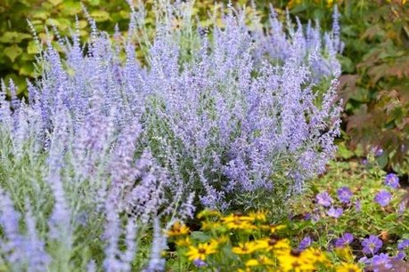 Perovskia Lacey Blue® - Blauwspirea 20-30 cm Perovskia Lacey Blue® - Blauwspirea 20-30 cm