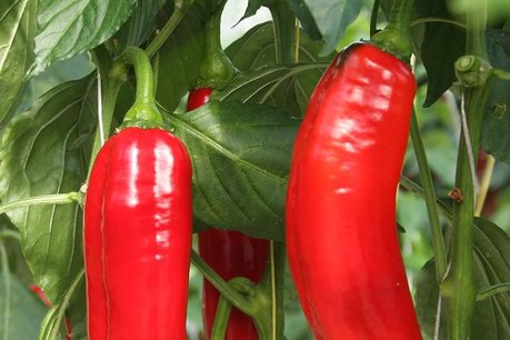 Zoetpuntpaprika 'Xaro' - Capsicum annuum - Bio groentezaden Zoetpuntpaprika 'Xaro' - Capsicum annuum - Bio groentezaden