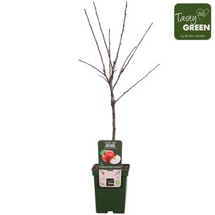 Malus d. 'Elstar' - Elstar appel - Bio fruitboom Malus d. 'Elstar' - Elstar appel - Bio fruitboom