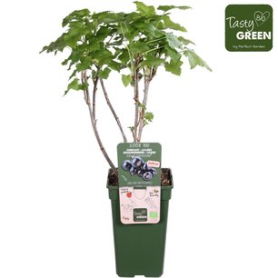 Ribes nigrum Noiroma - zwarte aalbes - Bio fruitplant Ribes nigrum Noiroma - zwarte aalbes - Bio fruitplant