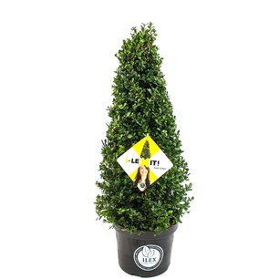 Ilex crenata Dark green® piramide 70/80 cm Ilex crenata Dark green® piramide 70/80 cm