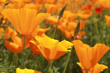Slaapmutsje, oranje - Bio bloemenzaden Slaapmutsje, oranje - Bio bloemenzaden