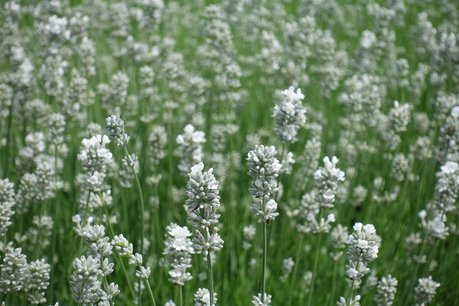 Lavendel lavandula intermedia 'Edelweiss' - WIT 10-20 cm Lavendel lavandula intermedia 'Edelweiss' - WIT 10-20 cm