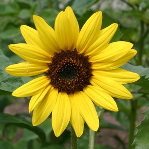 Gele zonnebloem 'Helianthus debilis' middelgroot - Bio bloemenzaden Gele zonnebloem 'Helianthus debilis' middelgroot - Bio bloemenzaden