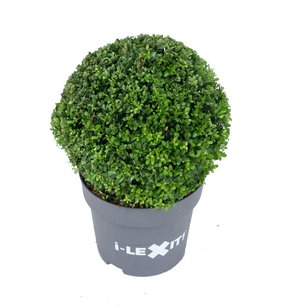 Ilex crenata Dark green® bolvorm 40/45 cm 'Japanse hulst' Ilex crenata Dark green® bolvorm 40/45 cm 'Japanse hulst'