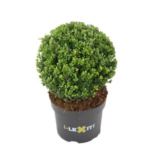 Ilex crenata Dark green® bolvorm 30/35 cm 'Japanse hulst' Ilex crenata Dark green® bolvorm 30/35 cm 'Japanse hulst'