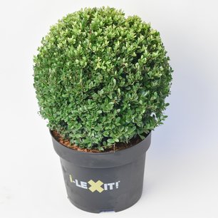Ilex crenata Dark green® bolvorm 35/40 cm 'Japanse hulst' Ilex crenata Dark green® bolvorm 35/40 cm 'Japanse hulst'