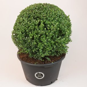 Ilex crenata Dark green® bolvorm 75/80 cm 'Japanse hulst' Ilex crenata Dark green® bolvorm 75/80 cm 'Japanse hulst'