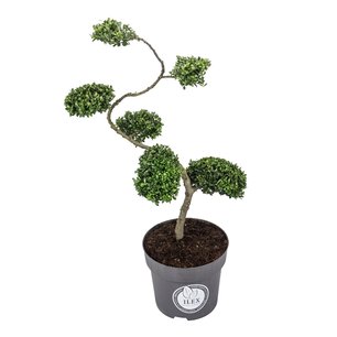 Ilex crenata Dark green® Bonsai/ S-vorm 80/100 Ilex crenata Dark green® Bonsai/ S-vorm 80/100