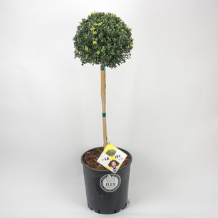 Ilex crenata Dark green® bol op stam (lage versie) Ilex crenata Dark green® bol op stam (lage versie)