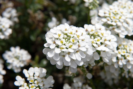 Iberis sempervirens 'Snowflake' - Scheefbloem Iberis sempervirens 'Snowflake' - Scheefbloem