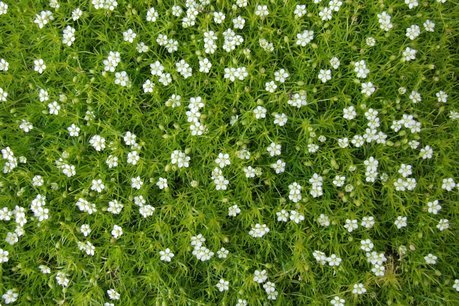 Sagina Subulata - vetmuur - priemvetmuur Sagina Subulata - vetmuur - priemvetmuur