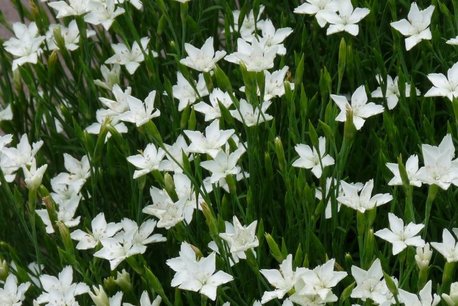 Dianthus deltoides 'Albiflorus' - steenanjer Dianthus deltoides 'Albiflorus' - steenanjer