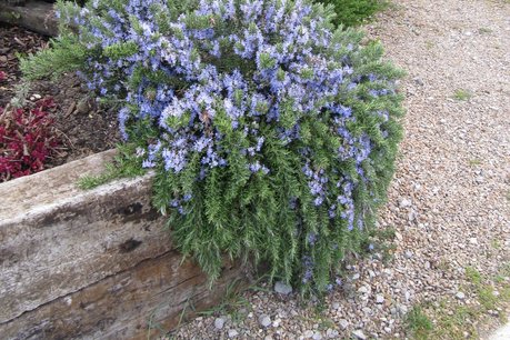 Rosmarinus officinalis 'Prostratus'- kruiprozemarijn Rosmarinus officinalis 'Prostratus'- kruiprozemarijn