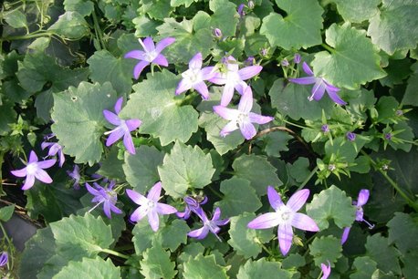 Campanula poscharskyana 'Stella' - klokjesbloem Campanula poscharskyana 'Stella' - klokjesbloem