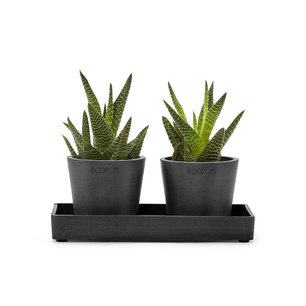 Ecopots Display Platter Amsterdam mini 20 Ecopots Display Platter Amsterdam mini 20