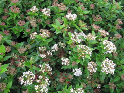 Viburnum Tinus 'Eve Price' 30-40 cm Viburnum Tinus 'Eve Price' 30-40 cm
