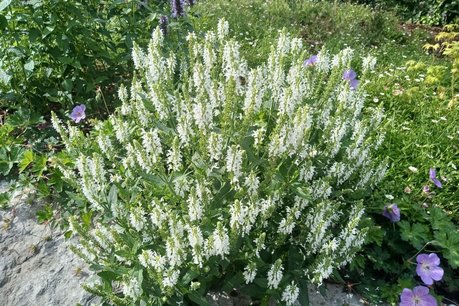 Salvia Nemorosa 'Schneehügel' - Salie Salvia Nemorosa 'Schneehügel' - Salie