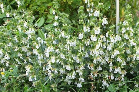 Teucrium chamaedrys 'Album' - Gamander Teucrium chamaedrys 'Album' - Gamander