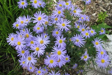 Kalimeris Incisa 'Nana Blue' - zomeraster Kalimeris Incisa 'Nana Blue' - zomeraster