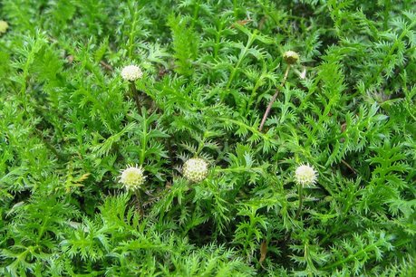 Leptinella squalida - Koperknoopje - speldenkussenplant Leptinella squalida - Koperknoopje - speldenkussenplant