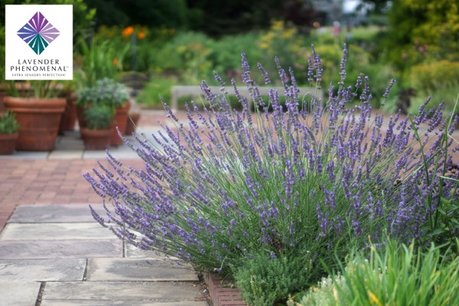Lavandula intermedia Phenomenal - lavendel - pot 9 x 9 Lavandula intermedia Phenomenal - lavendel - pot 9 x 9