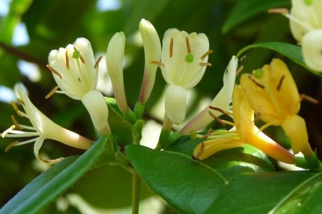 Lonicera Henryi 'Copper Beauty' - kamperfoelie Lonicera Henryi 'Copper Beauty' - kamperfoelie