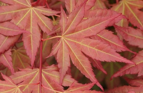 Acer palmatum 'Brown sugar' 80/100 Acer palmatum 'Brown sugar' 80/100