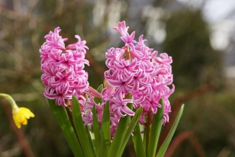 5 x Hyacint Pink Pearl - biologische bloembol 5 x Hyacint Pink Pearl - biologische bloembol