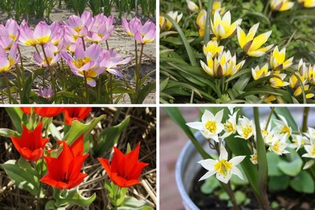 10 x Verwilderingstulpen Mix - biologische bloembol 10 x Verwilderingstulpen Mix - biologische bloembol