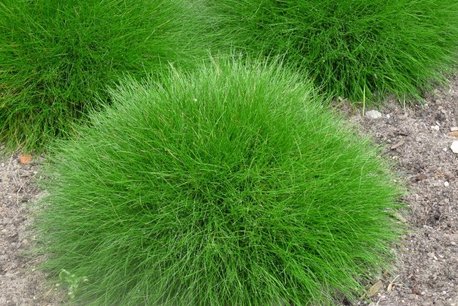 Festuca Gautieri - Zwenkgras, Schapengras Festuca Gautieri - Zwenkgras, Schapengras