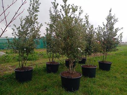 Quercus Ilex 'steeneik' meerstammig (NR 7) 200-250 cm Quercus Ilex 'steeneik' meerstammig (NR 7) 200-250 cm