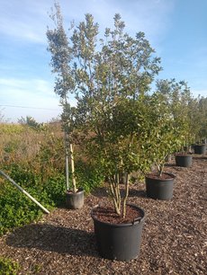 Quercus Ilex 'steeneik' meerstammig (NR 1) 200-250 cm Quercus Ilex 'steeneik' meerstammig (NR 1) 200-250 cm