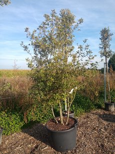 Quercus Ilex 'steeneik' meerstammig (NR 2) 200-250 cm Quercus Ilex 'steeneik' meerstammig (NR 2) 200-250 cm