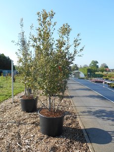 Quercus Ilex 'steeneik' meerstammig (NR 3) 200-250 cm Quercus Ilex 'steeneik' meerstammig (NR 3) 200-250 cm