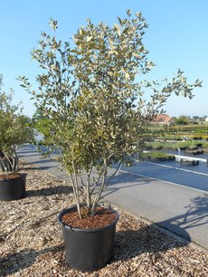 Quercus Ilex 'steeneik' meerstammig (NR 5) 200-250 cm Quercus Ilex 'steeneik' meerstammig (NR 5) 200-250 cm