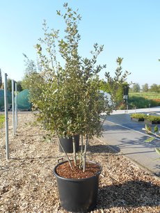 Quercus Ilex 'steeneik' meerstammig (NR 9) 200-250 cm Quercus Ilex 'steeneik' meerstammig (NR 9) 200-250 cm