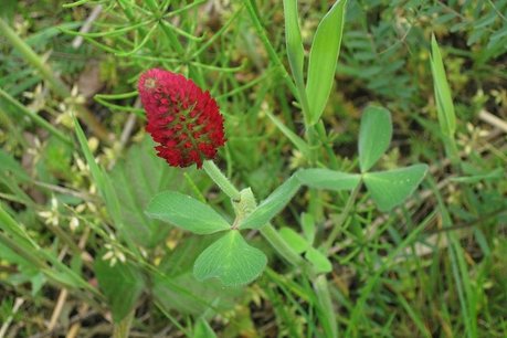1 kg - Incarnaatklaver 'Trifolium incarnatum' - groenbemester - Bio zaden 1 kg - Incarnaatklaver 'Trifolium incarnatum' - groenbemester - Bio zaden