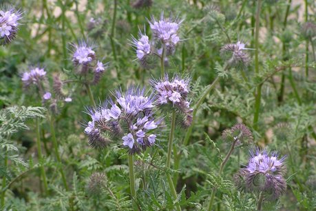 1 kg - Phacelia tanacetifolia - Groenbemester - bio zaden 1 kg - Phacelia tanacetifolia - Groenbemester - bio zaden