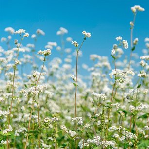 1 kg - Akkerrandmengsel 'M1' - Bio bloemenzaden 1 kg - Akkerrandmengsel 'M1' - Bio bloemenzaden