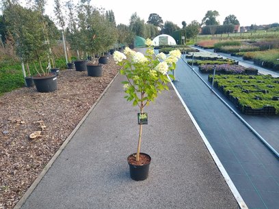 Hydrangea paniculata 'limelight' Halfstam 60/70 (stamhoogte) Hydrangea paniculata 'limelight' Halfstam 60/70 (stamhoogte)