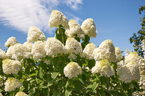 Hydrangea paniculata 'limelight' 30-50 cm - pluimhortensia Hydrangea paniculata 'limelight' 30-50 cm - pluimhortensia